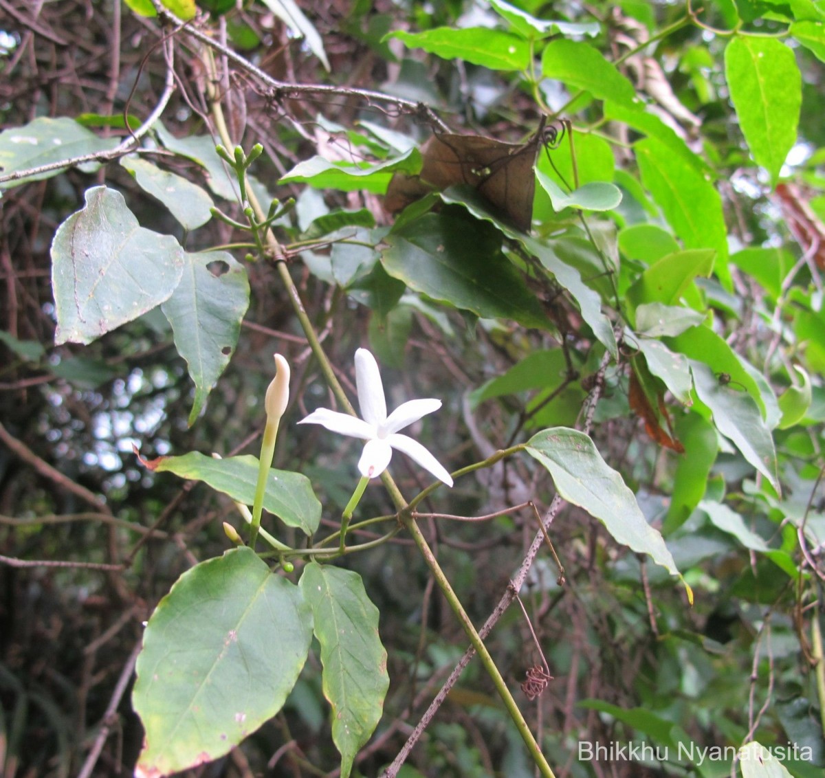 Jasminum flexile Vahl